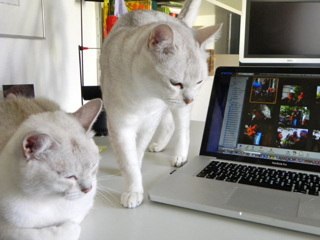 Aladin und Adonis haben mir bei der Diashow zu Hause geholfen. Ein Dank an dieser Stelle.