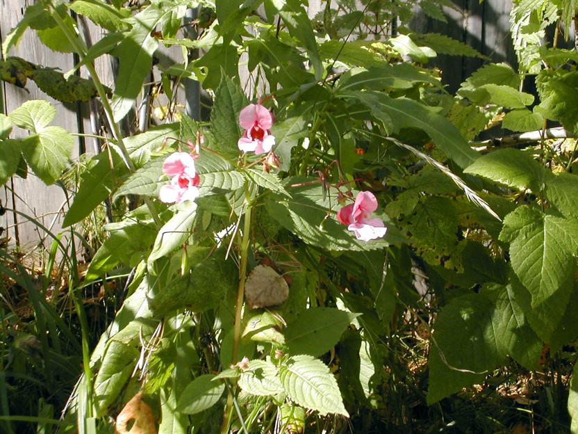DSCN5043.JPG