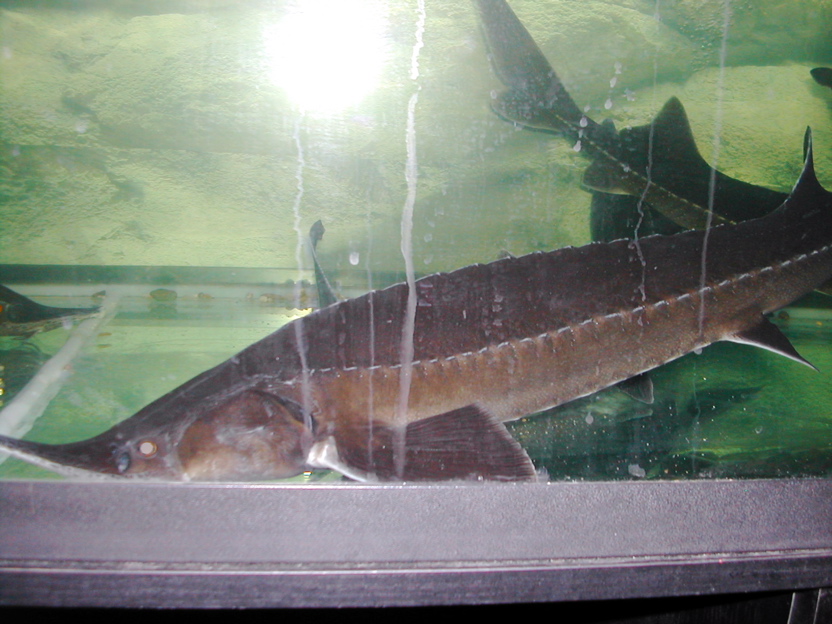 DSCN4905.JPG
