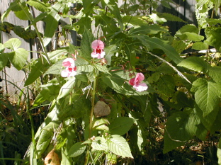 DSCN5043.JPG