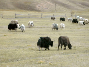 DSCN5287.JPG