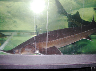 DSCN4905.JPG