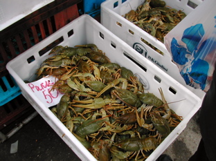 DSCN5001.JPG