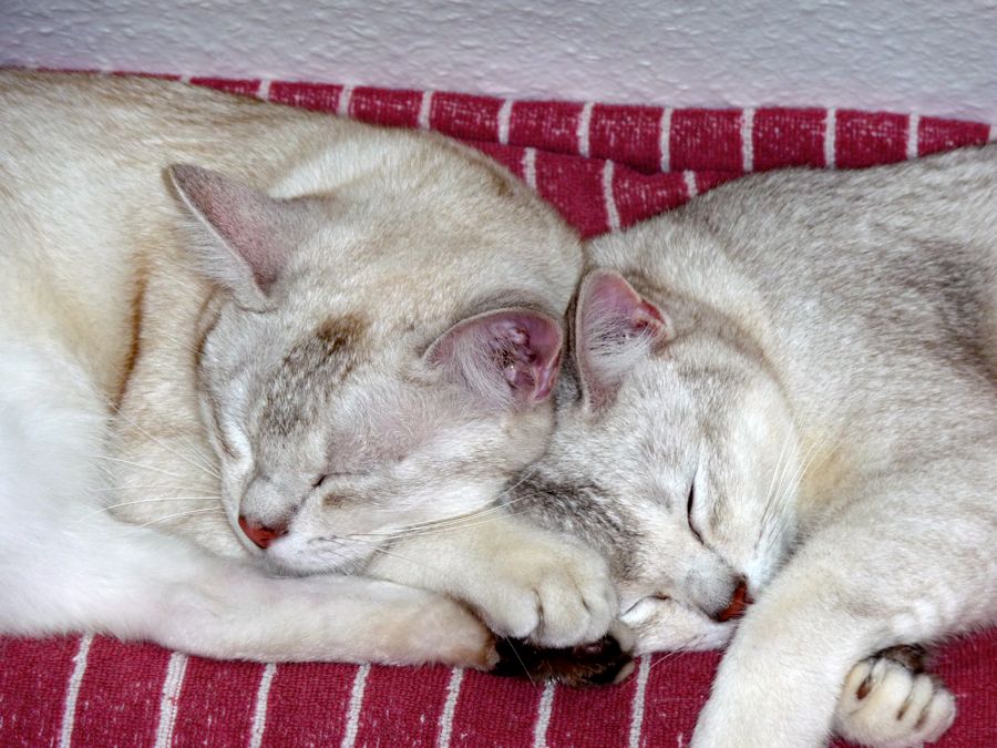 Katers Traum 1