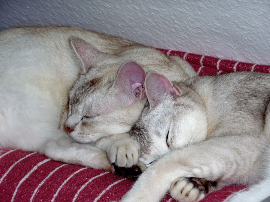 Katers Traum 2
