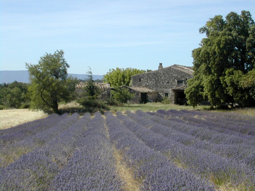 Lavendel vor Hof
